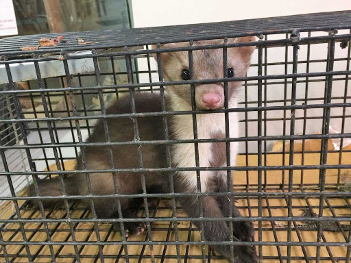 Kuna domowa - czym jest i jak się pozbyć