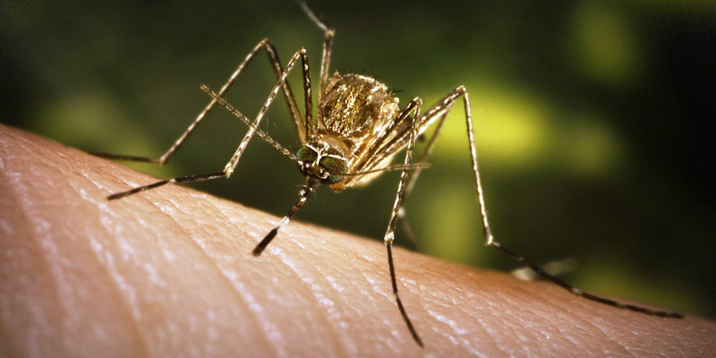 Odkomarzanie - zwalczanie komarów